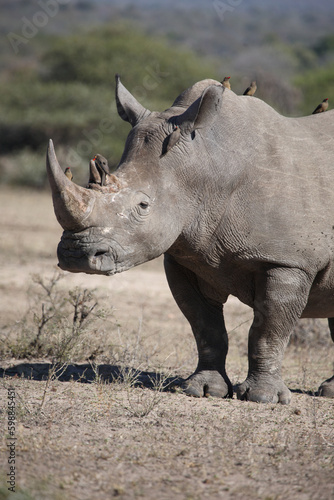 Breitmaulnashorn und Rotschnabel-Madenhacker   Square-lipped rhinoceros and Red-billed oxpecker   Ceratotherium simum et Buphagus erythrorhynchus