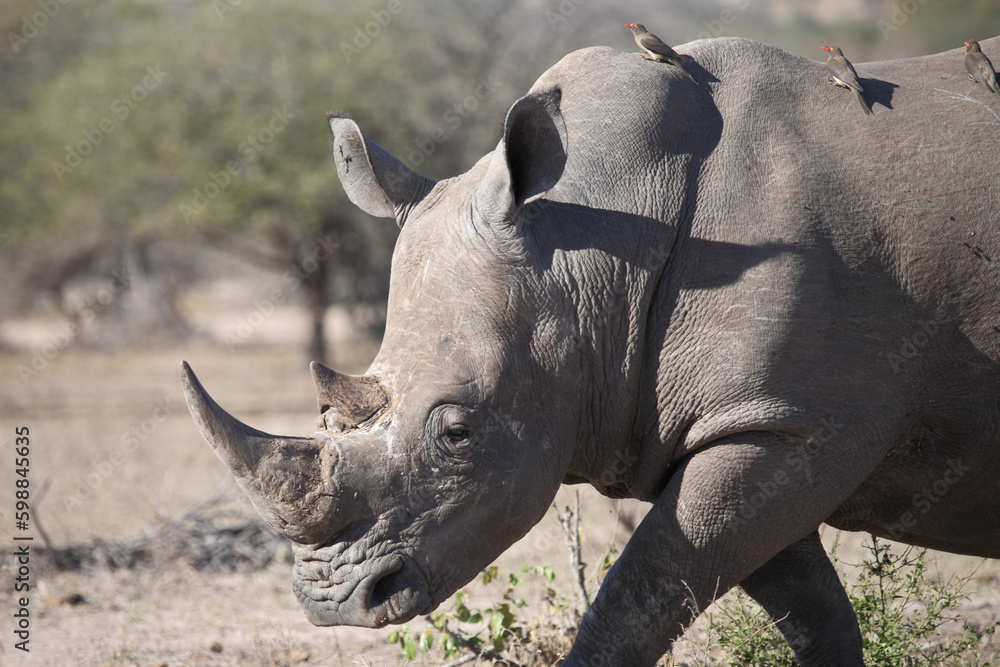 Fototapeta premium Breitmaulnashorn und Rotschnabel-Madenhacker / Square-lipped rhinoceros and Red-billed oxpecker / Ceratotherium simum et Buphagus erythrorhynchus