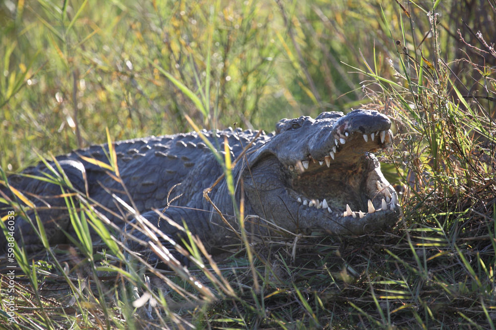 Fototapeta premium Nilkrokodil / Nile crocodile / Crocodylus niloticus..