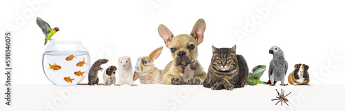 Group of pets leaning together on a empty web banner to place text.   Cat, dog, rabbit, ferret, guinea pig,  fish, reptile, bird, rat, spider © Eric Isselée