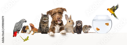Canvas Print Group of pets leaning together on a empty web banner to place text