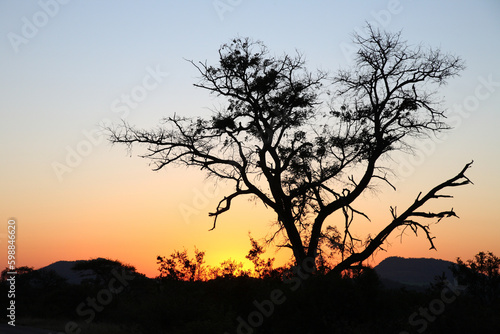 Sonnenaufgang - Kr  ger Park - S  dafrika   Sunrise - Kruger Park - South Africa  