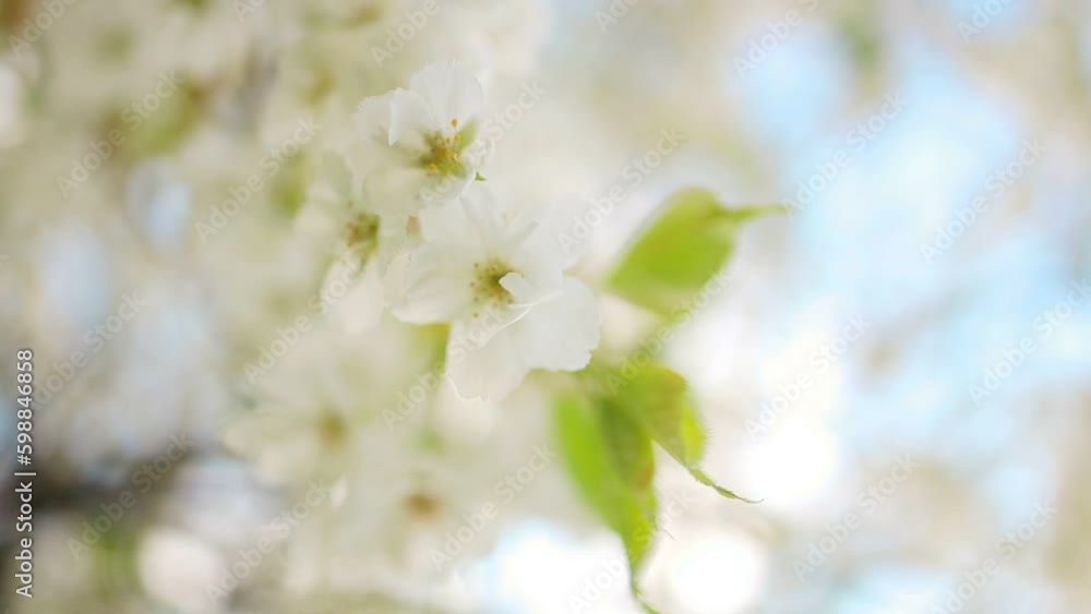Spring flowering cherry, white flowers close-up, Selective focus and shallow Depth of field. High quality FullHD footage