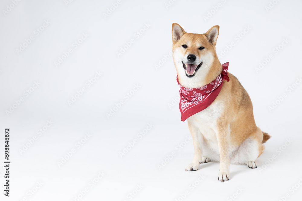 Shiba Inu cute dog on white background