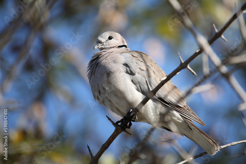 Kapturteltaube / Cape turtle dove / Streptopelia capicola photo