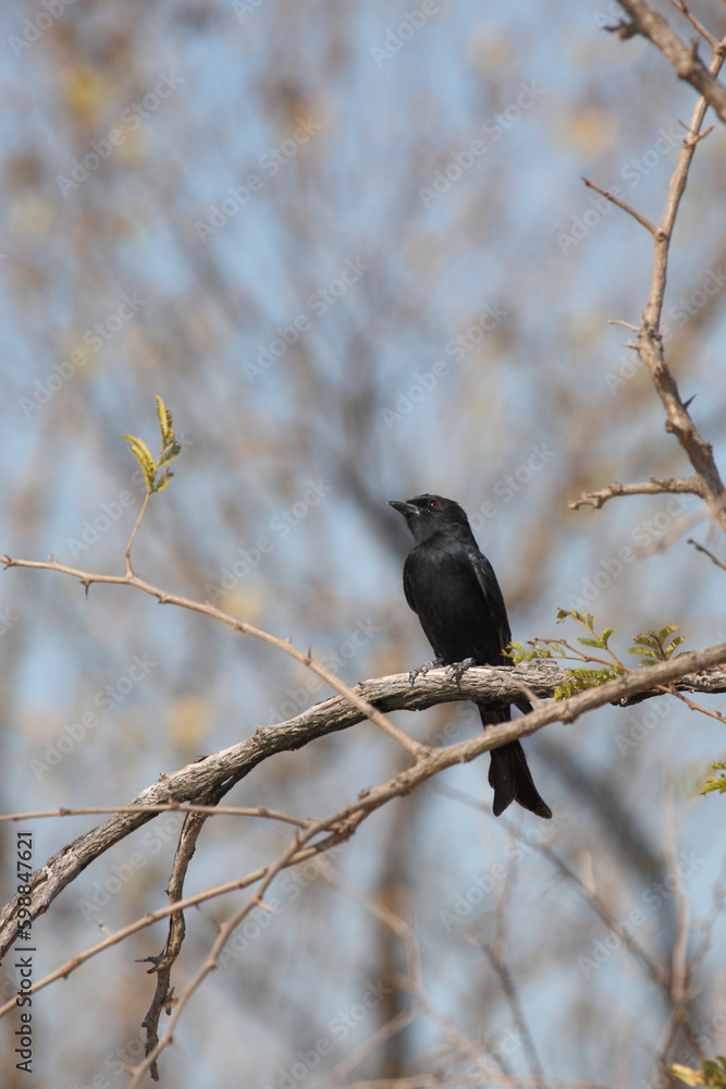 Gabelschwanzdrongo / Fork-tailed drongo / Dicrurus adsimilis. Gabelschwanzdrongo / Fork-tailed drongo / Dicrurus adsimilis.