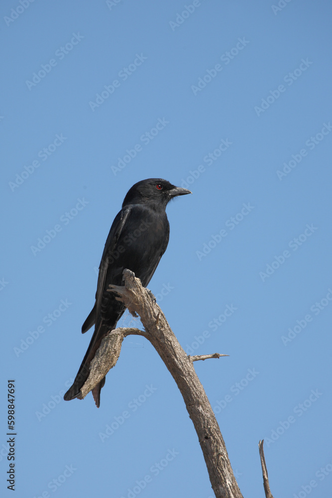 Gabelschwanzdrongo / Fork-tailed drongo / Dicrurus adsimilis. Gabelschwanzdrongo / Fork-tailed drongo / Dicrurus adsimilis.