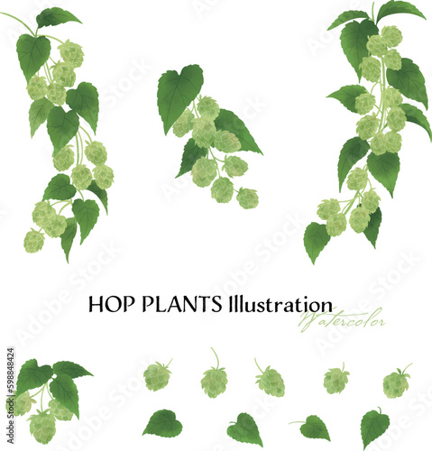 ホップの実と枝の水彩イラスト