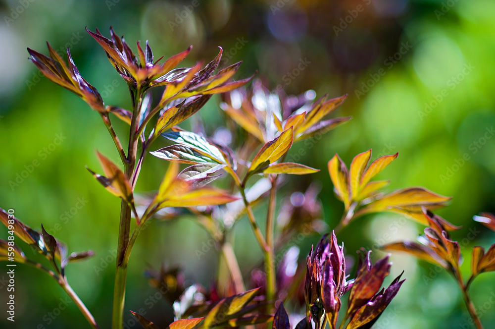 Fotografie New Peony bush opens up in springtime