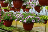 Petunia flowers in pots, cultivation in a greenhouse. Close up.