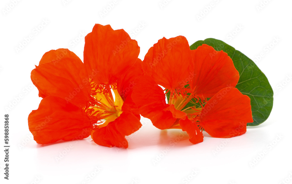 Red nasturtium with leaves. Red nasturtium with leaves.