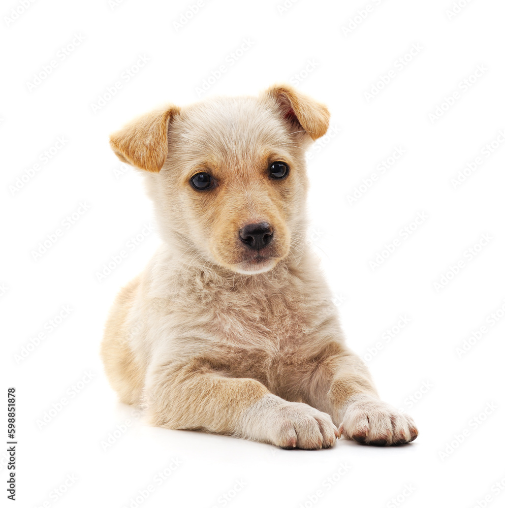Small white puppy. Small white puppy.