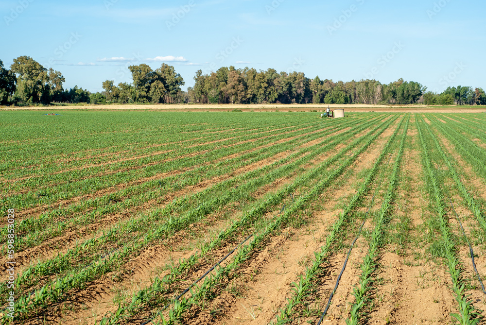 Campo de cultivo de maíz en crecimiento con sistema de riego por goteo. Terreno con bomba de extracción de agua de un pozo. Campo de cultivo de maíz en crecimiento con sistema de riego por goteo. Terreno con bomba de extracción de agua de un pozo.