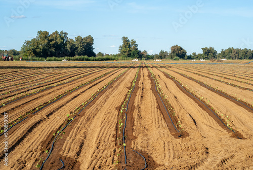 Campo de cultivo con hileras de plantas de repollo y sistema de riego por goteo. photo