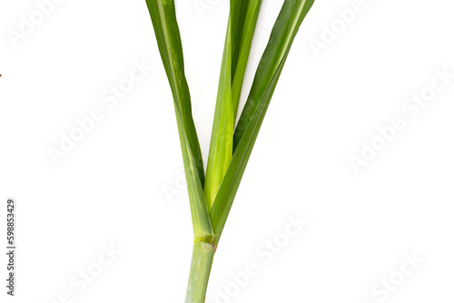 Sugar cane leaves on white background.