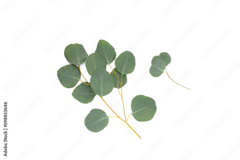 Obraz premium Green leaves of eucalyptus on white