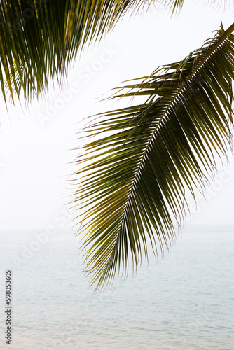 Coconut palm tree leaves with sea