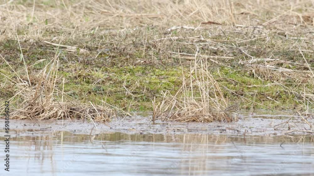 Meadow pipit walking in wet environment and looking for food around some plants during springtime in Estonia, Northern Europe Meadow pipit walking in wet environment and looking for food around some plants during springtime in Estonia, Northern Europe