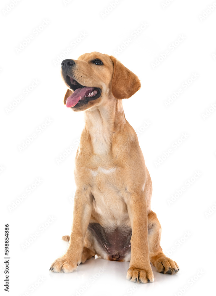 puppy labrado retriever