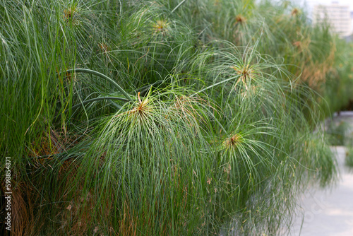 Egyptian papyrus sedge. Green plant