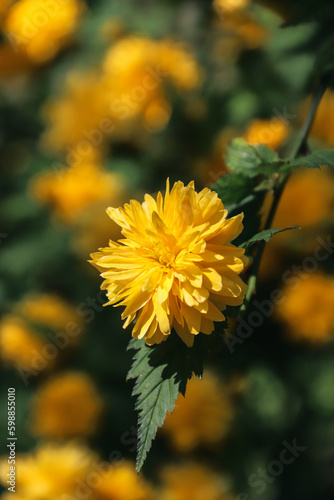 Kerria Japanese. Yellow flowers blooming on the branches. Yellow flowers. Spring flowering. Photo of nature.