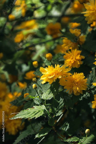 Kerria Japanese. Yellow flowers blooming on the branches. Yellow flowers. Spring flowering. Photo of nature.