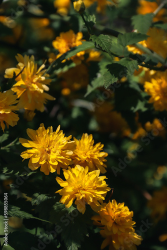 Kerria Japanese. Yellow flowers blooming on the branches. Yellow flowers. Spring flowering. Photo of nature.