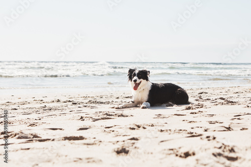 Fotografiet Beach days are better when you bring along a canine pal