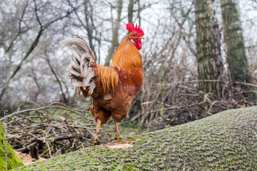 Fototapeta premium Red rooster walking on the tree log in overcast weather