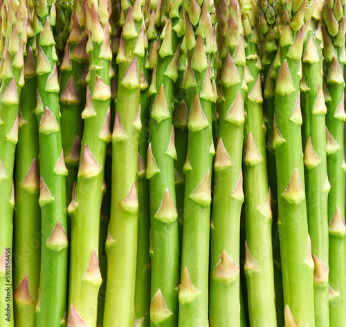 Fototapeta Naklejka Na Ścianę i Meble -  Macro view of asparagus stalks close up. Close-up of green raw asparagus .