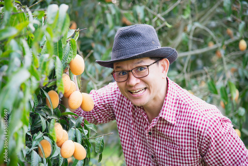Asian farm man is harvesting his sour and sweet fruit called Marian Plum or Thai Plango or Marian Mango, of Plum Mango in his outdoors fruit garden © pairhandmade
