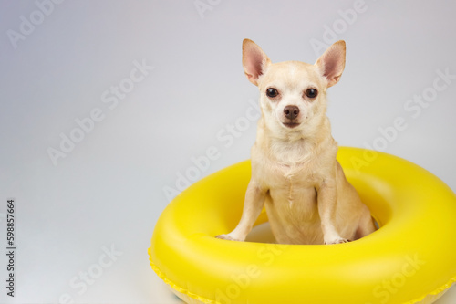 Portrait  of a cute brown short hair chihuahua dog  sitting  in yellow  swimming ring, looking at camera, isolated on white background.