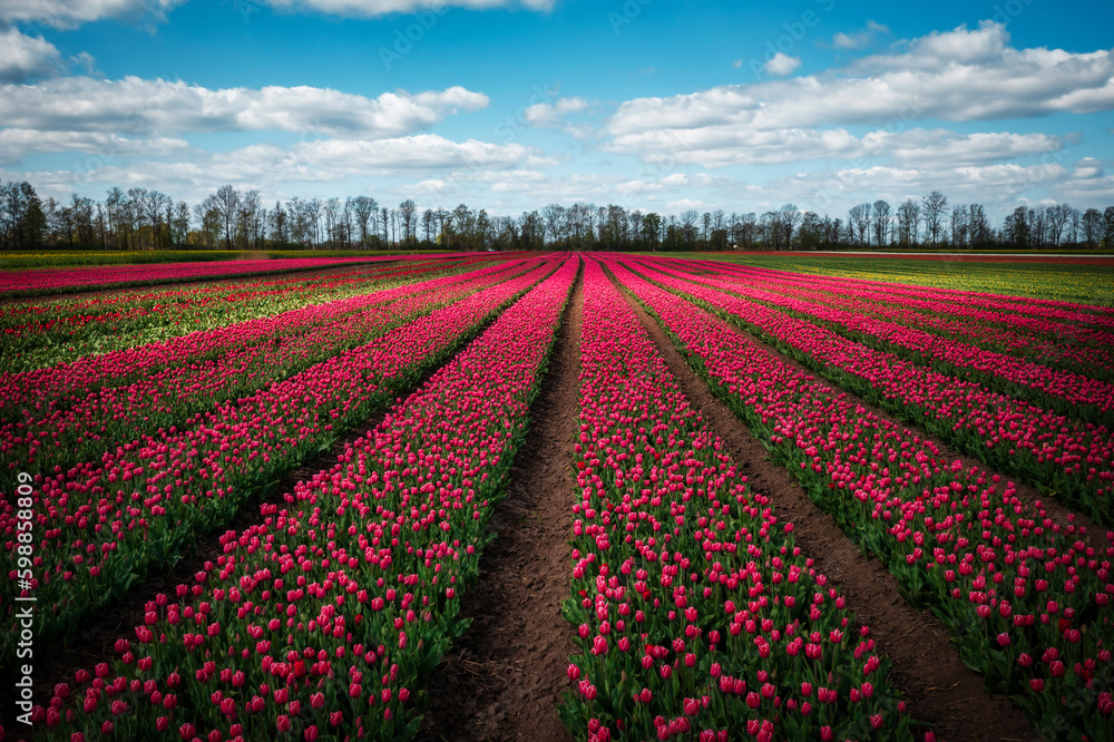 Blooming tulips in the field of northern Poland Blooming tulips in the field of northern Poland