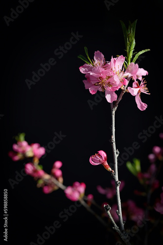 Pink Cherry Blossoms with Black Bacground