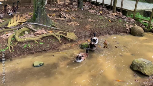 Three duck swimimg in the river in tropical country photo