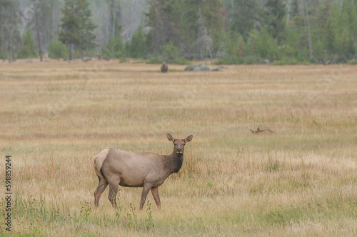 Elk  Cervus canadensis  or wapiti