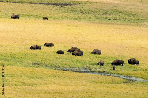 Bison bison (Yellowstone National Park)