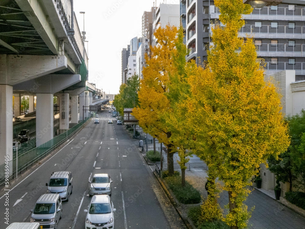 Fototapeta premium 主要道路沿いの紅葉