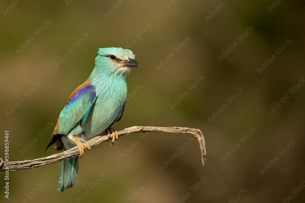 European roller in the last light of day on his favorite vantage point in his breeding territory in spring