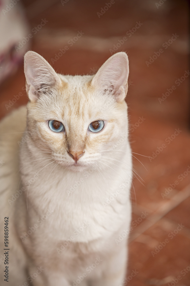 A nice calm white cat staring at you A nice calm white cat staring at you