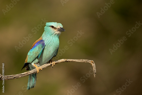 European roller in the last light of day on his favorite vantage point in his breeding territory in spring