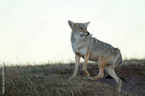 Coyote in Yellowstone National Park