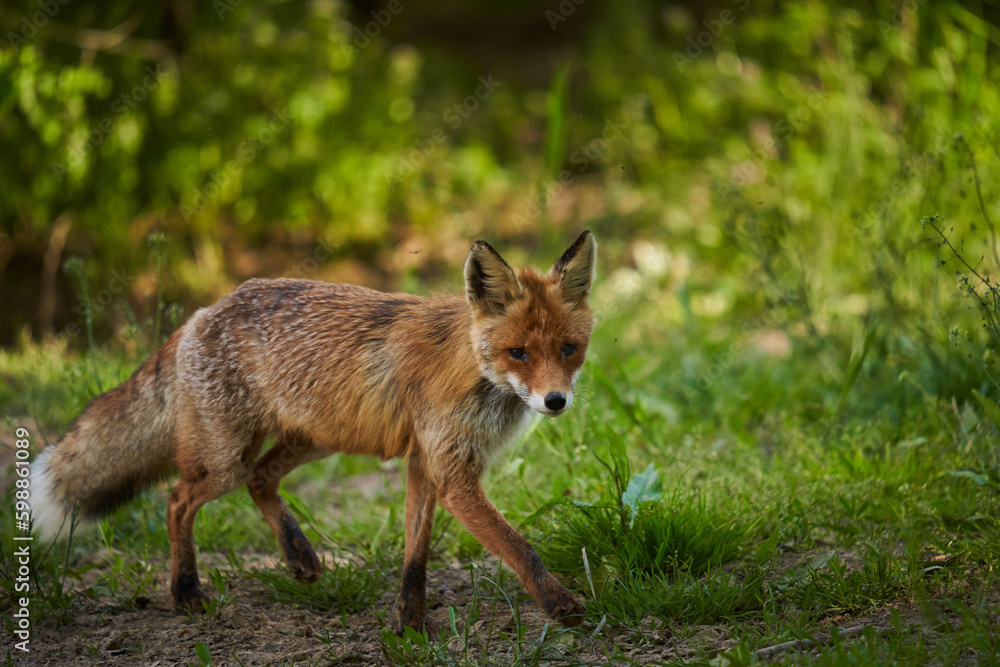 Male fox in the forest Male fox in the forest