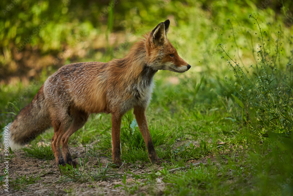 Male fox in the forest Male fox in the forest