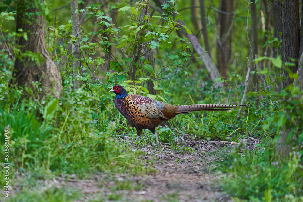 Fototapeta premium Male pheasant in the forest