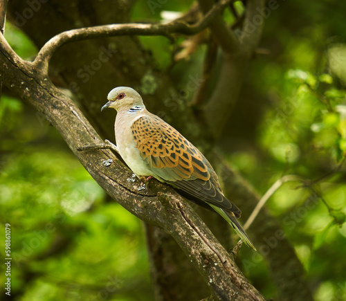 European turtle dove in the forest