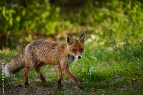 Male fox in the forest © Xalanx
