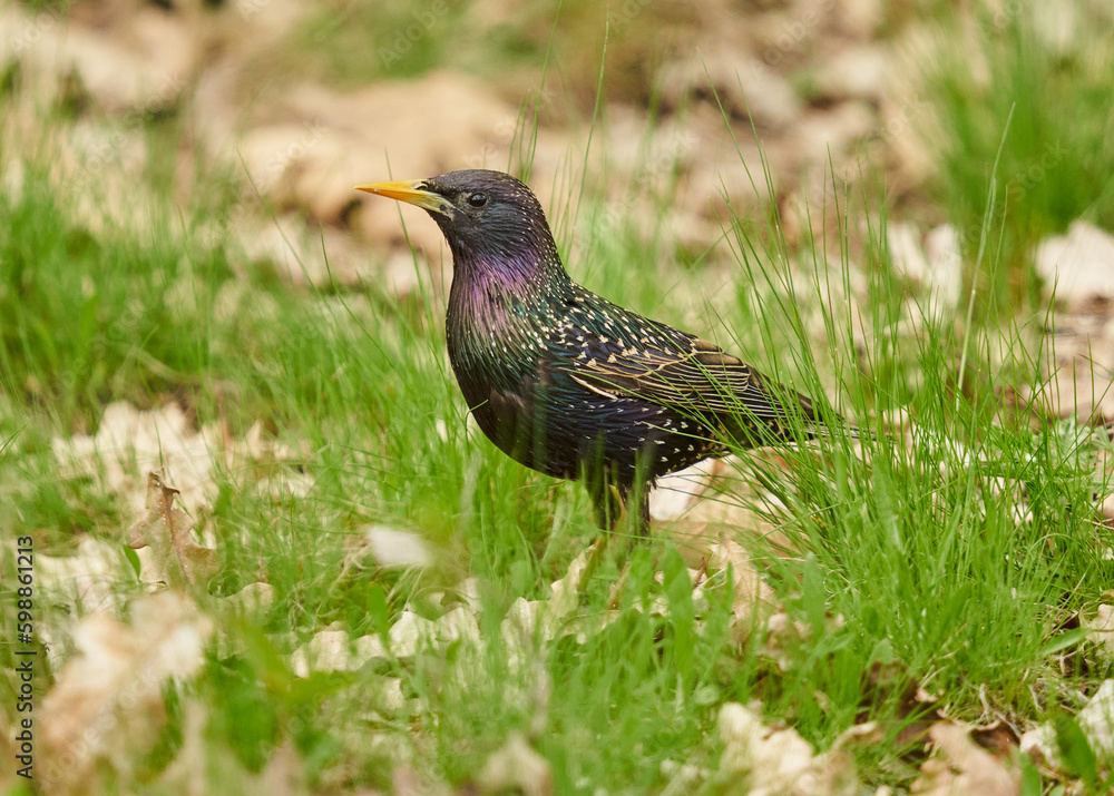 Fototapeta premium Starling in the grass