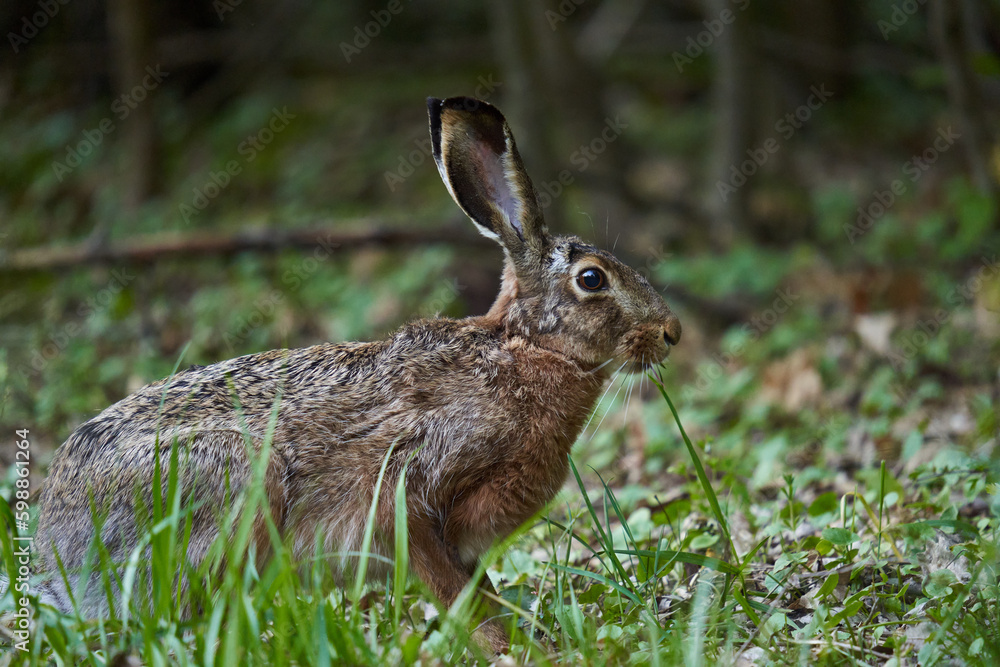 Fototapeta premium Wild adult hare in the forest