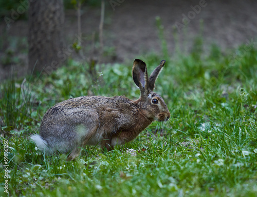 Wild adult hare in the forest